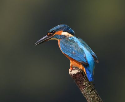 IJsvogel - Common Kingfisher