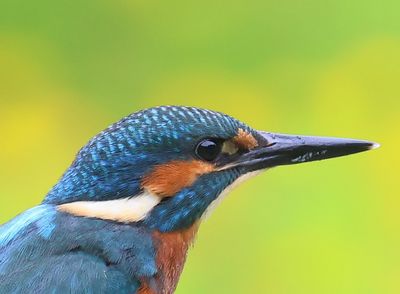 IJsvogel - Common Kingfisher
