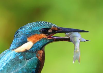 IJsvogel - Common Kingfisher