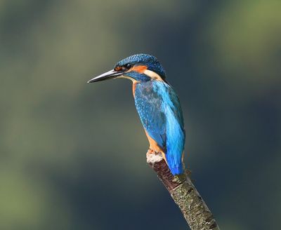 IJsvogel - Common Kingfisher