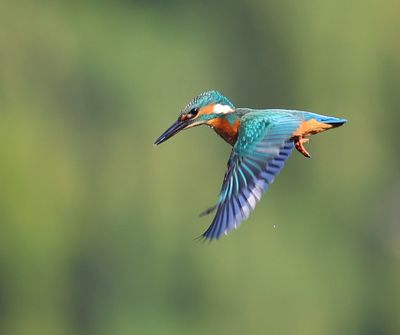 IJsvogel - Common Kingfisher