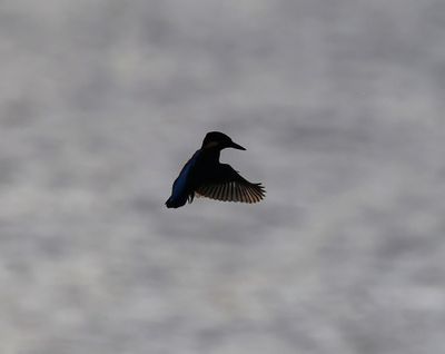IJsvogel - Common Kingfisher
