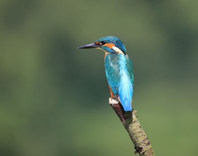 IJsvogel - Common Kingfisher