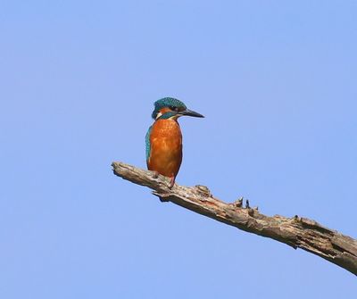 IJsvogel - Common Kingfisher