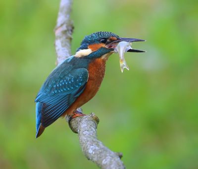 IJsvogel - Common Kingfisher