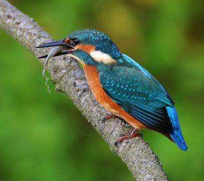 IJsvogel - Common Kingfisher