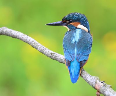 IJsvogel - Common Kingfisher