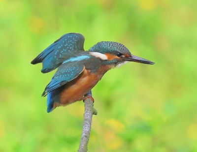 IJsvogel - Common Kingfisher