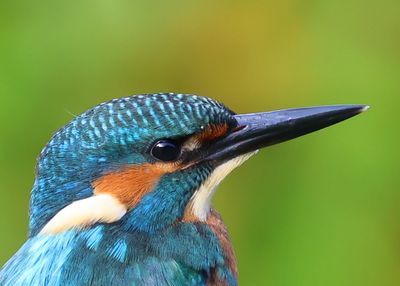 IJsvogel - Common Kingfisher