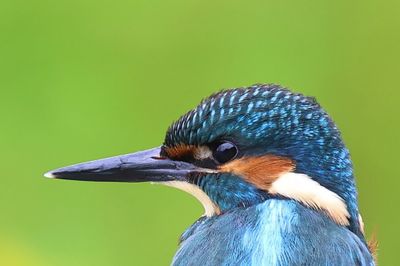 IJsvogel - Common Kingfisher