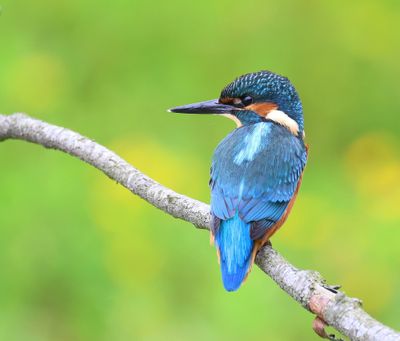 IJsvogel - Common Kingfisher