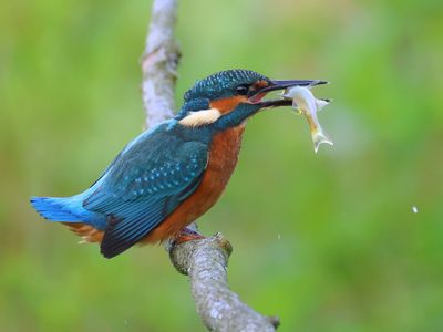 IJsvogel - Common Kingfisher