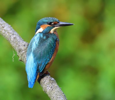 IJsvogel - Common Kingfisher