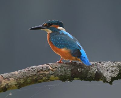 IJsvogel - Common Kingfisher