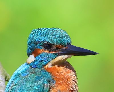 IJsvogel - Common Kingfisher