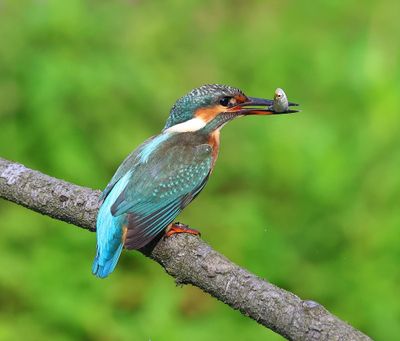 IJsvogel - Common Kingfisher