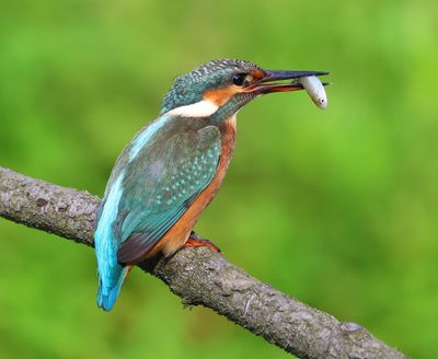 IJsvogel - Common Kingfisher