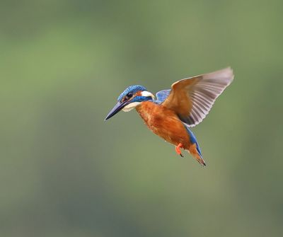 IJsvogel - Common Kingfisher