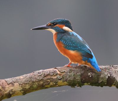 IJsvogel - Common Kingfisher
