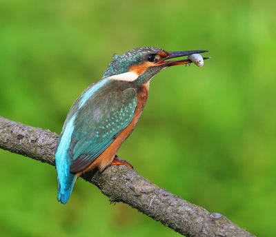 IJsvogel - Common Kingfisher