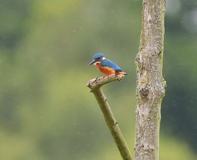 IJsvogel - Common Kingfisher