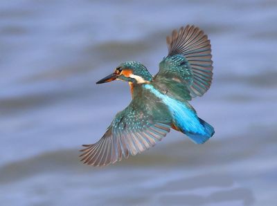 IJsvogel - Common Kingfisher