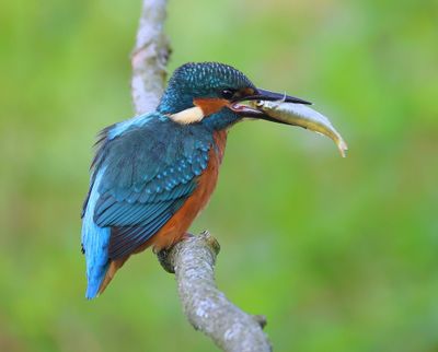 IJsvogel - Common Kingfisher