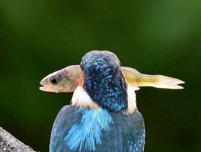 IJsvogel - Common Kingfisher