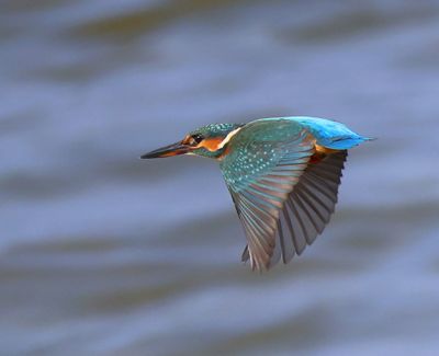 IJsvogel - Common Kingfisher