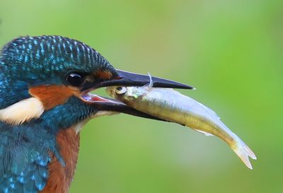 IJsvogel - Common Kingfisher