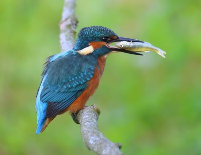 IJsvogel - Common Kingfisher