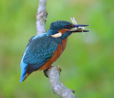 IJsvogel - Common Kingfisher