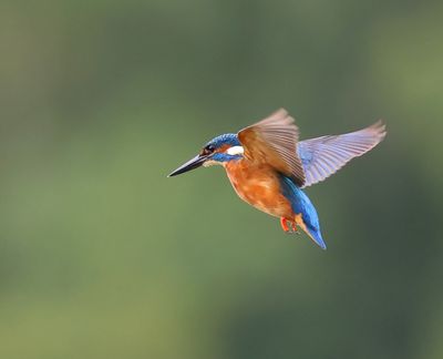 IJsvogel - Common Kingfisher