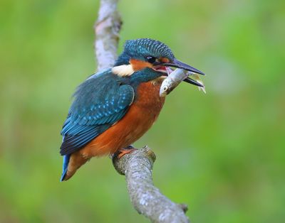 IJsvogel - Common Kingfisher