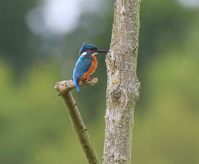 IJsvogel - Common Kingfisher