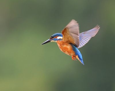 IJsvogel - Common Kingfisher