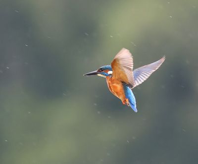 IJsvogel - Common Kingfisher