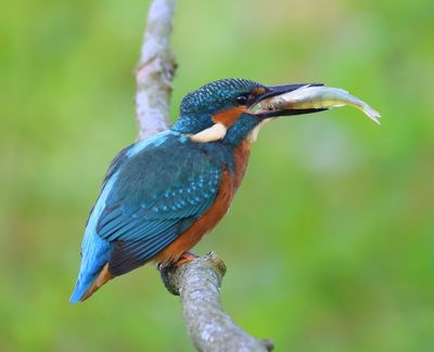 IJsvogel - Common Kingfisher