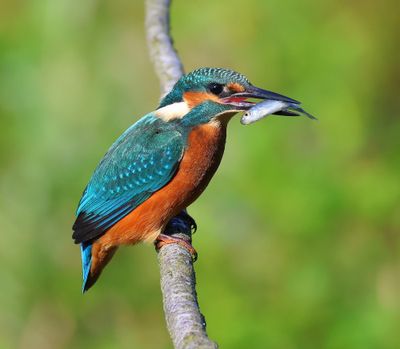 IJsvogel - Common Kingfisher
