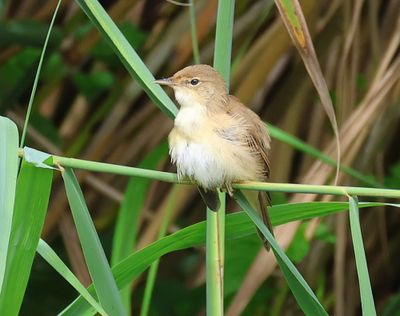 Kleine Karekiet - European Reed Warbler