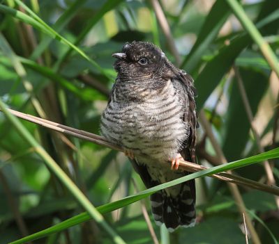 Koekoek - Common Cuckoo