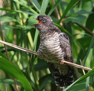 Koekoek - Common Cuckoo