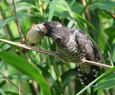 Koekoek - Common Cuckoo