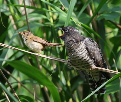 Koekoek - Common Cuckoo