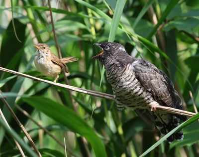 Koekoek - Common Cuckoo