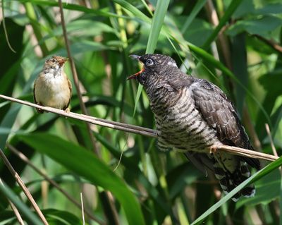 Koekoek - Common Cuckoo