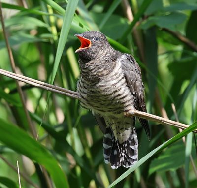 Koekoek - Common Cuckoo