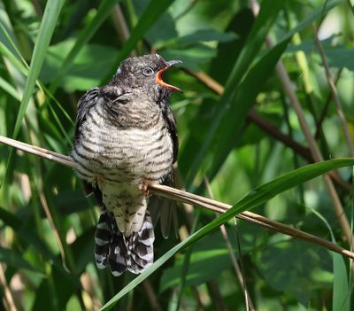 Koekoek - Common Cuckoo