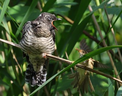 Koekoek - Common Cuckoo