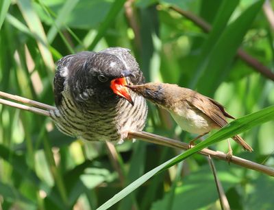 Koekoek - Common Cuckoo